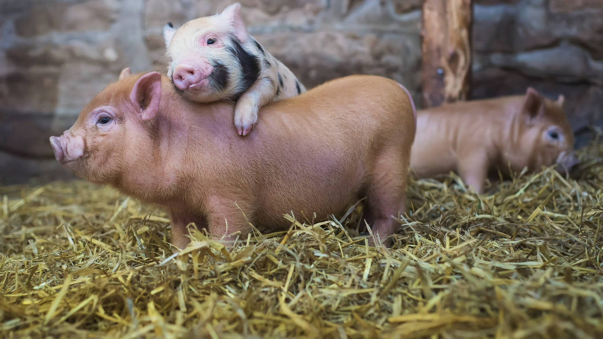 Pigs On Dried Hay