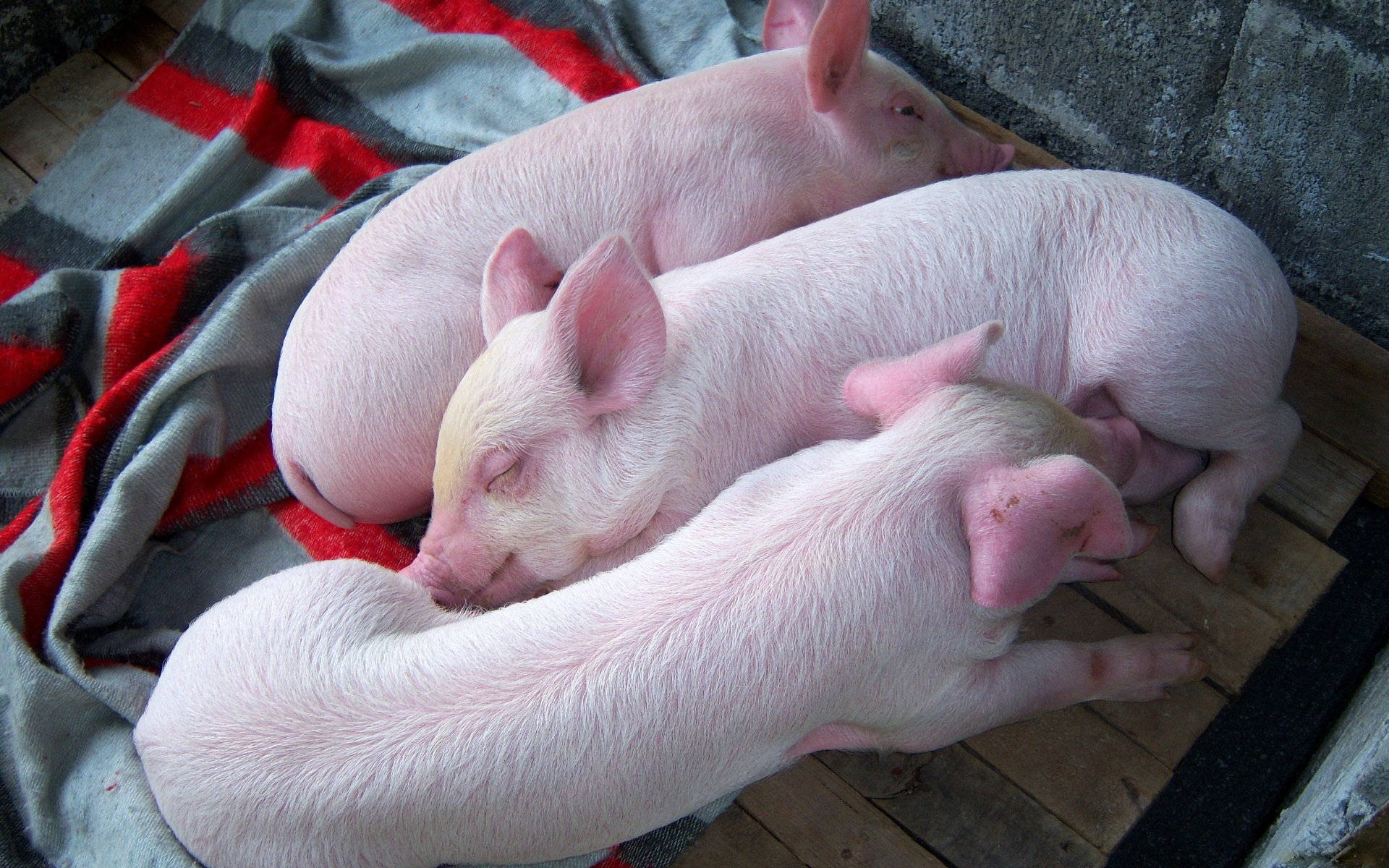 Pigs Sleeping On Wood Deck Background