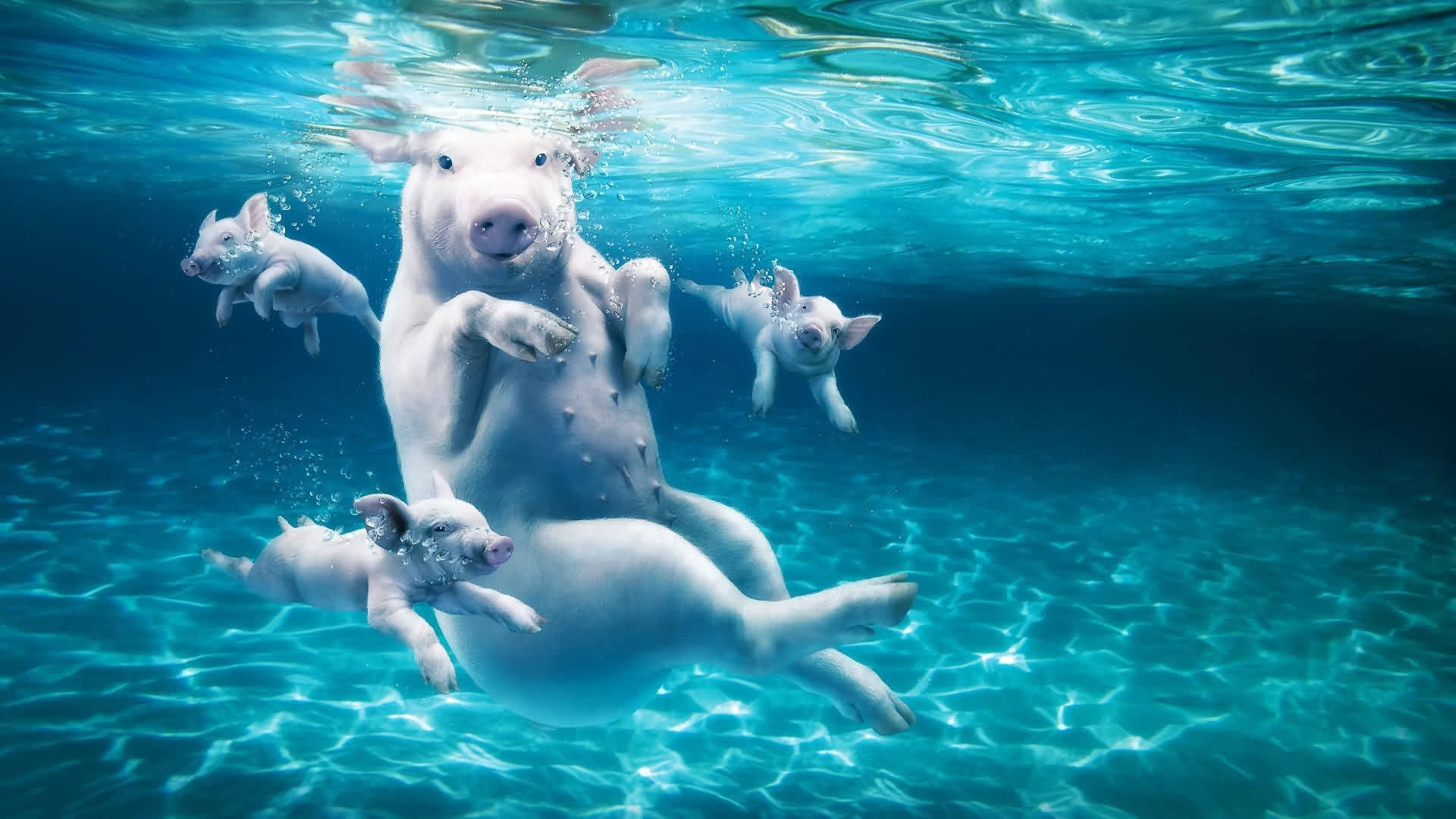 Pigs Swimming Under The Water