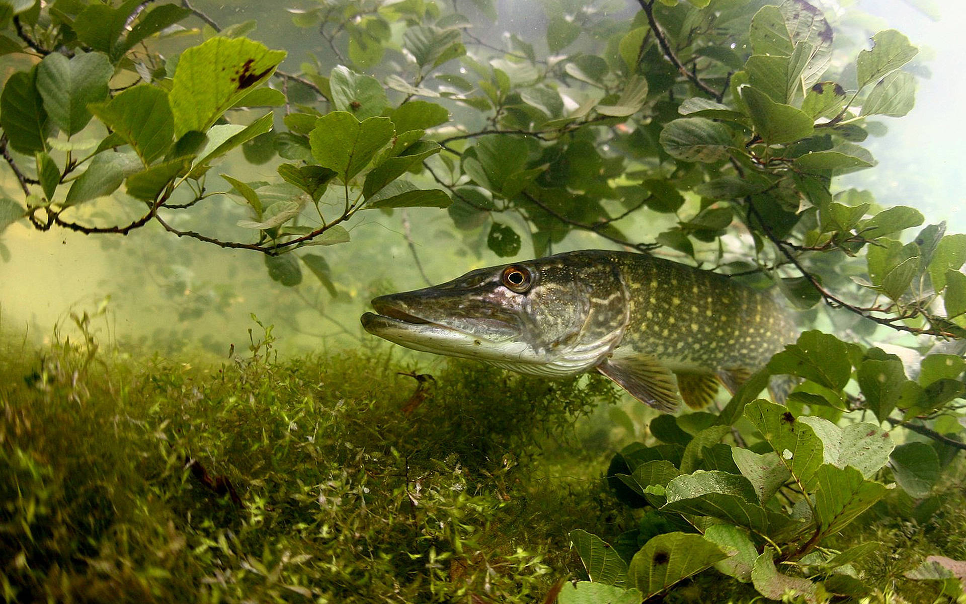 Pike Lake Plants