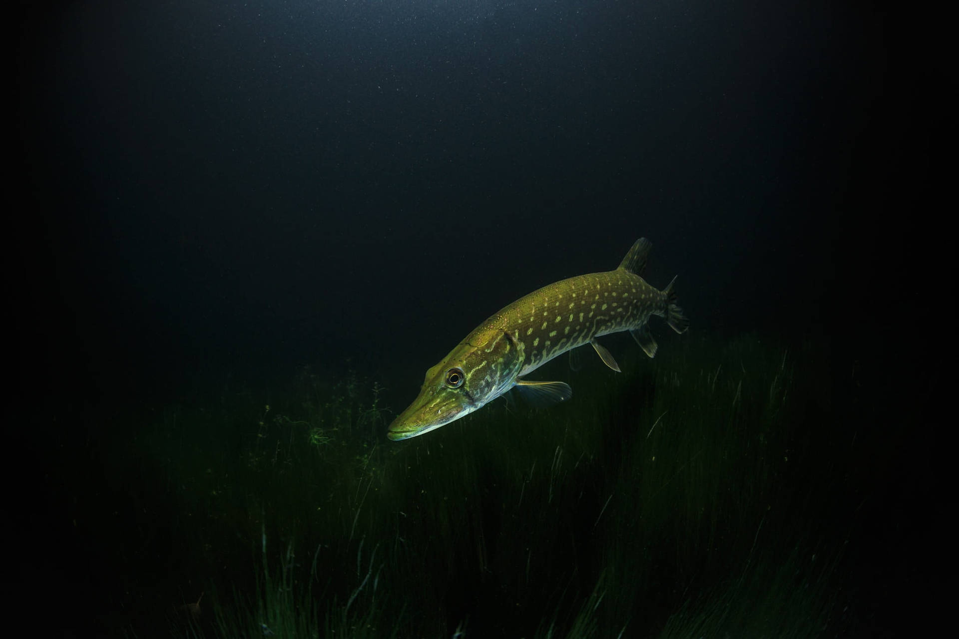 Pike Lake Weeds Background