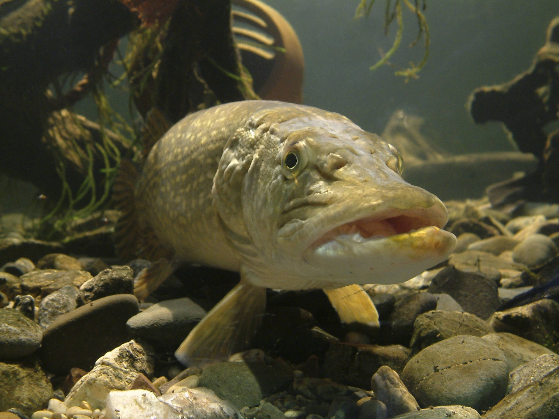 Pike Underwater Pebbles Background