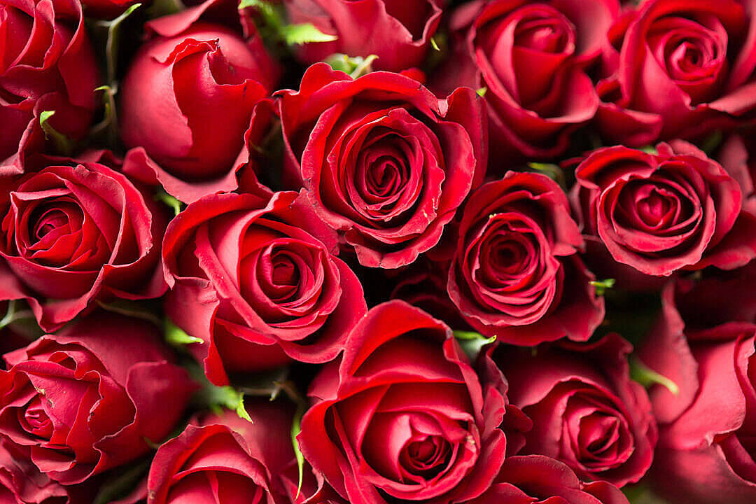 Pile Of Aesthetic Rose Flowers Background