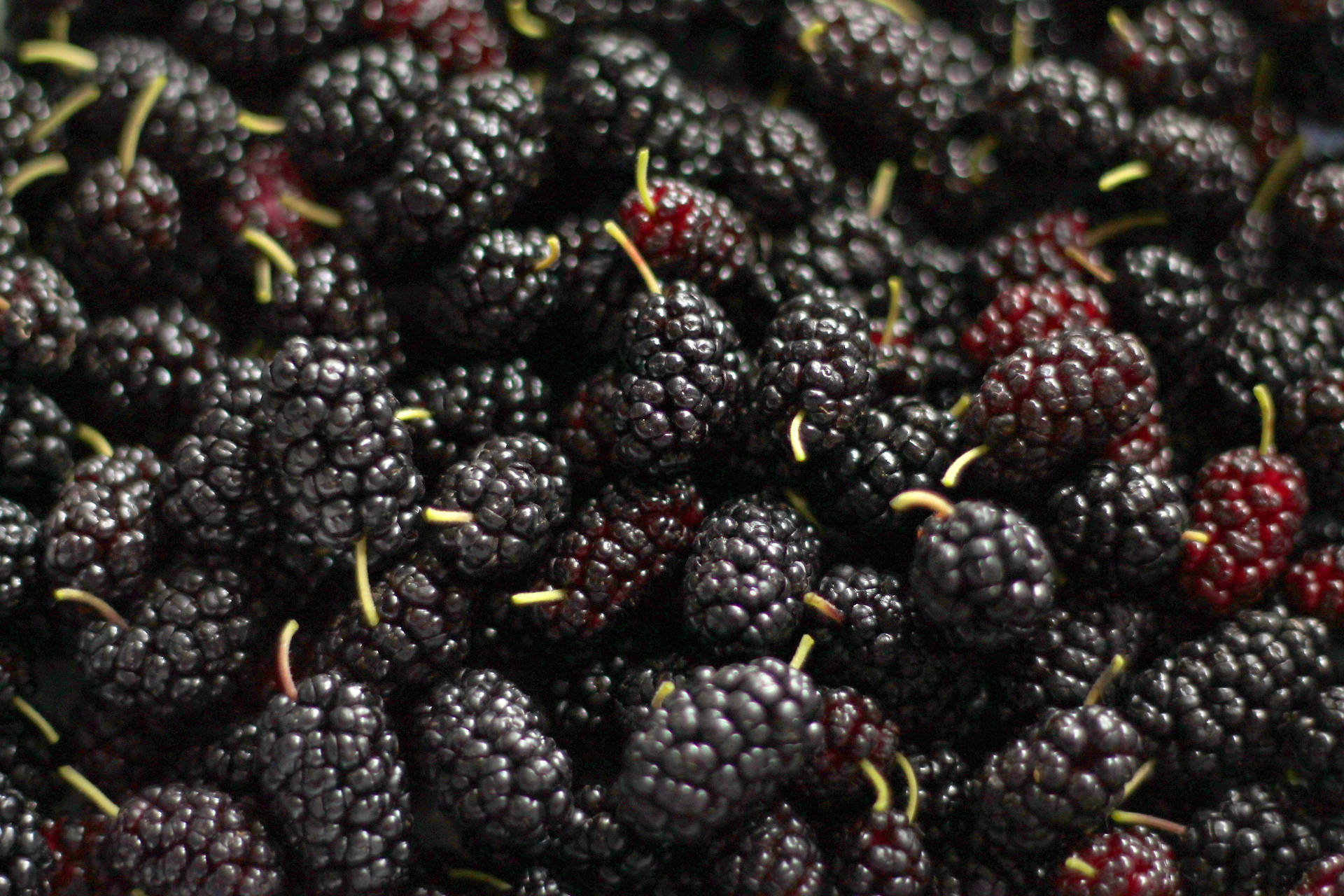 Pile Of Black And Red Mulberry Fruits Background