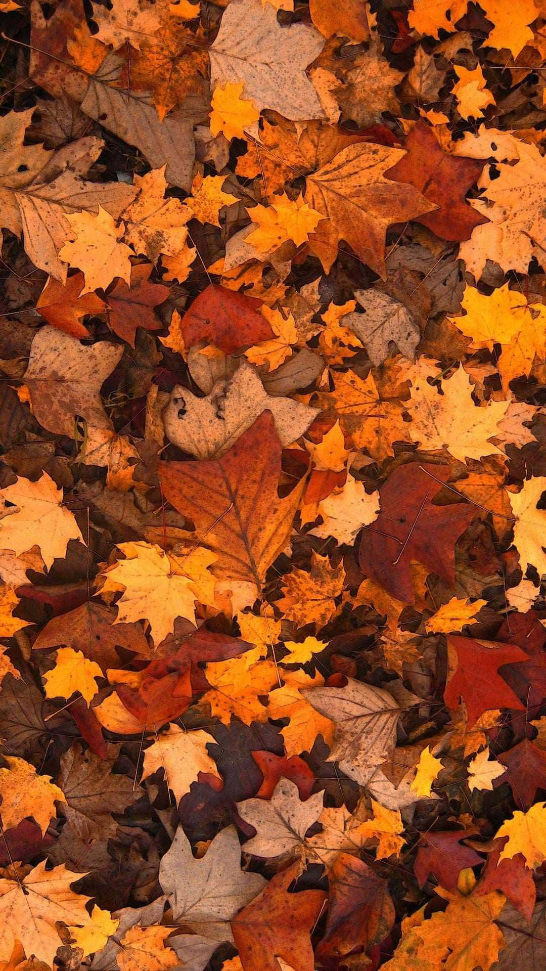 Pile Of Dried Leaves For Cute Autumn Iphone Background