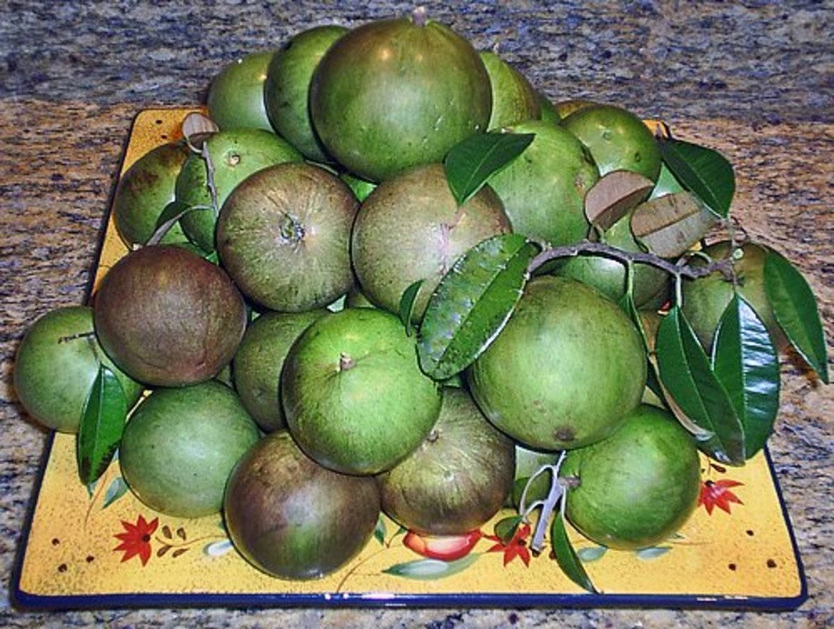 Pile Of Fresh Green Star Apples