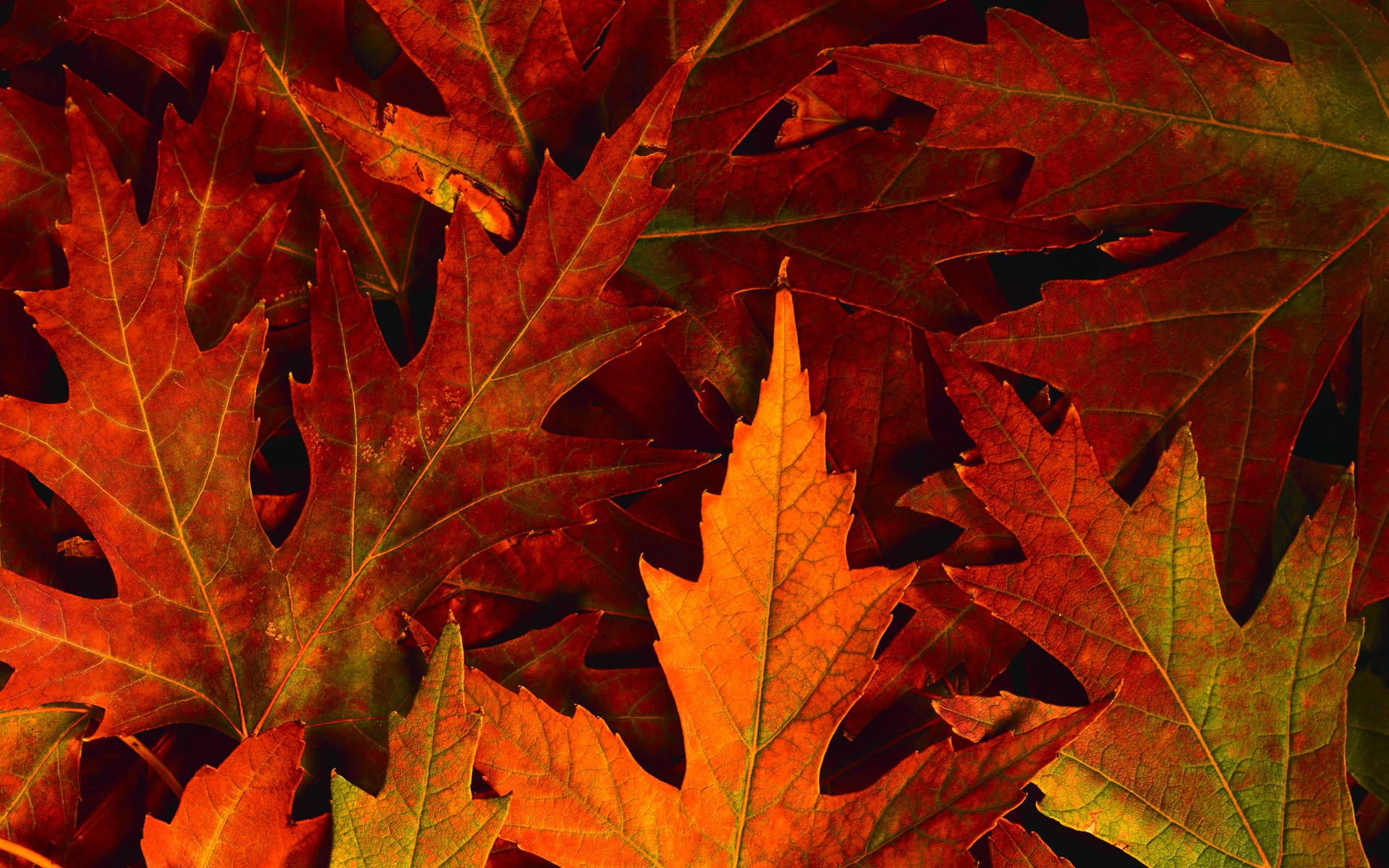 Pile Of Leaves Fall Desktop