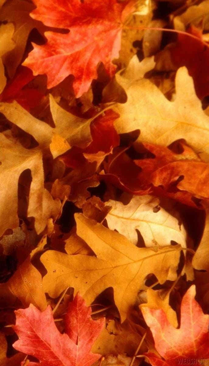 Pile Of Maple Fall Leaves Iphone Background