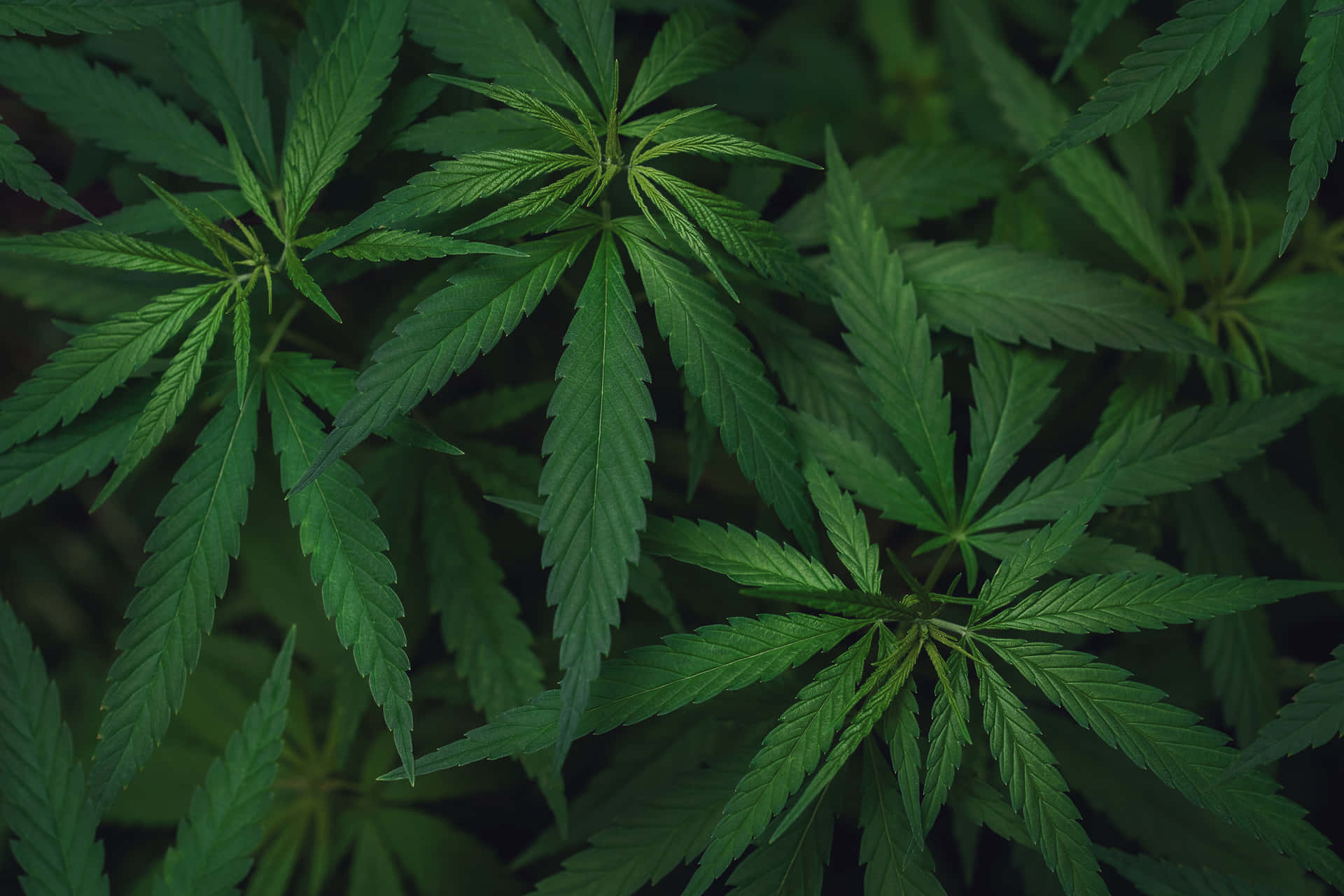 Pile Of Marijuana Leaf Plants Background