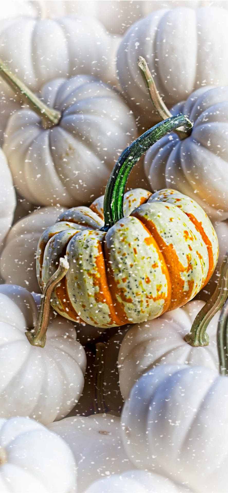 Pile Of Pumpkins Thanksgiving Aesthetic Iphone Background