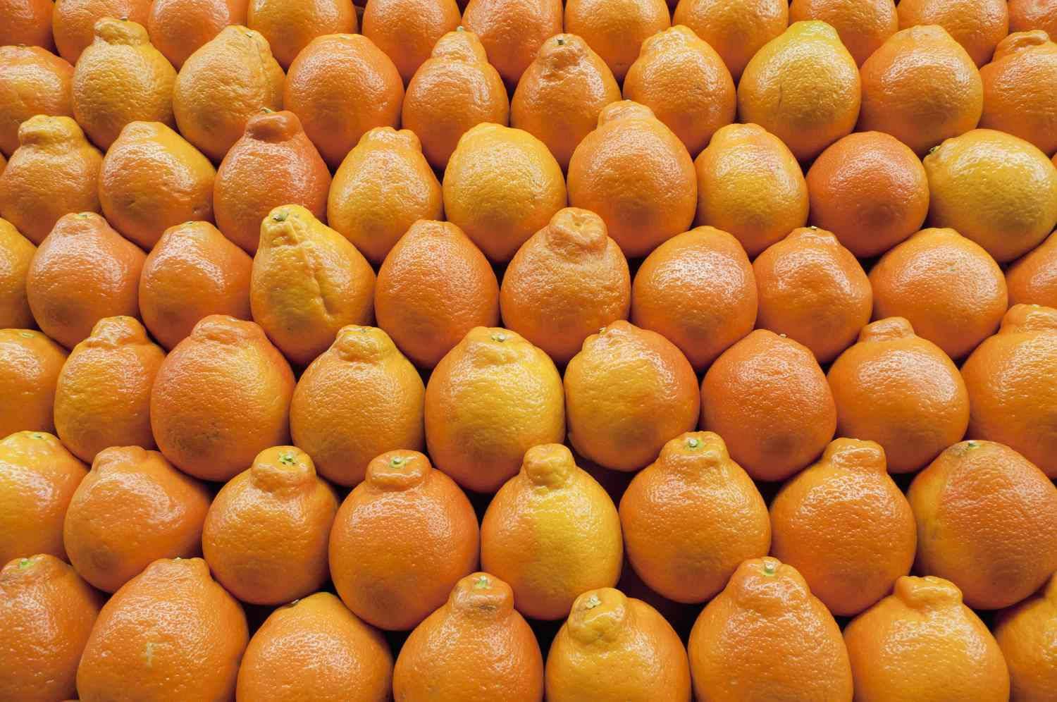 Pile Of Tangelo Fruits Background