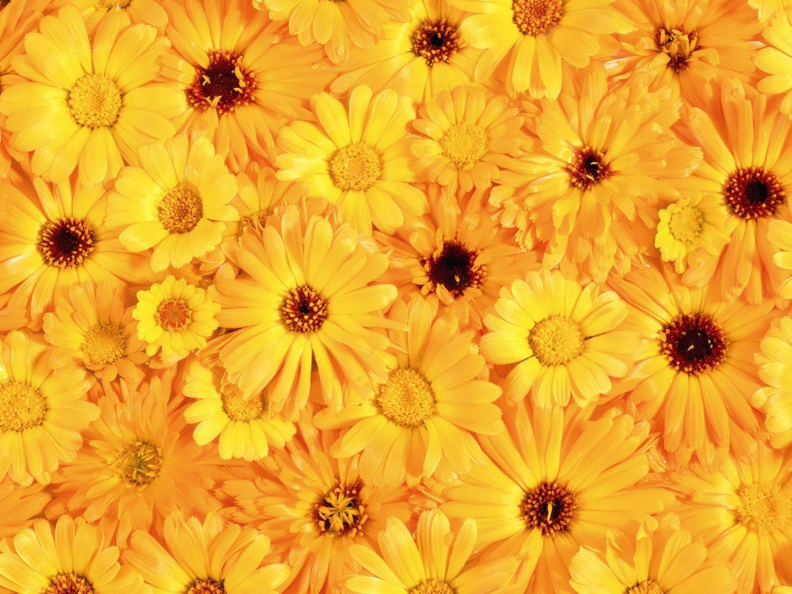 Pile Of Yellow Aesthetic Flowers Background
