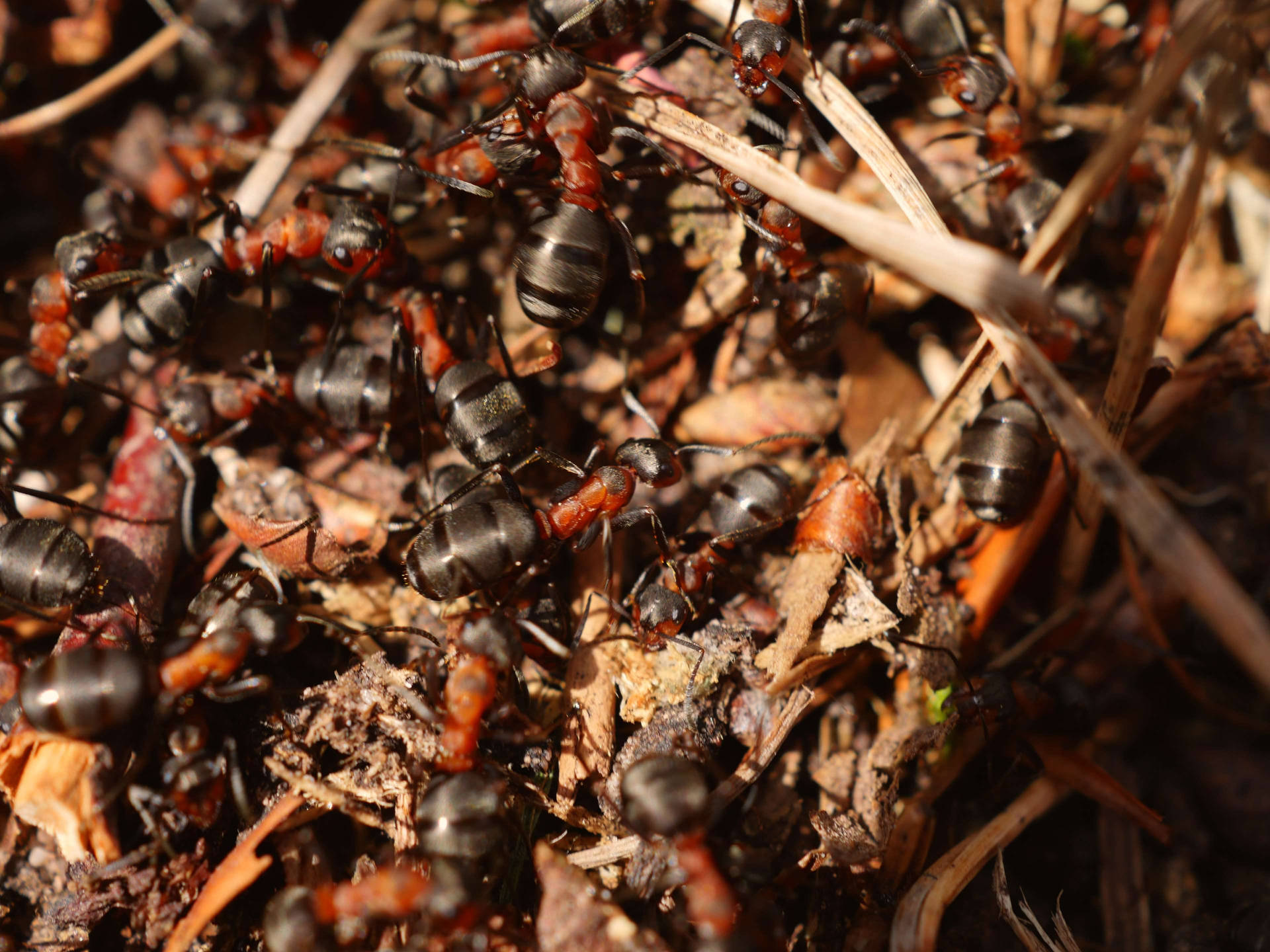 Pile Up Ant