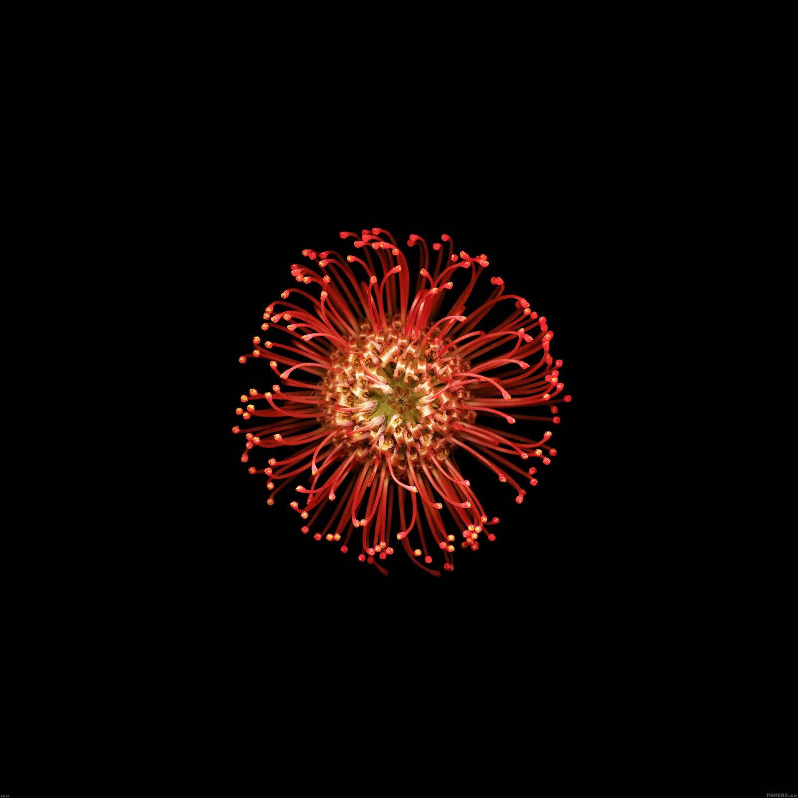 Pincushion Flower Apple Background