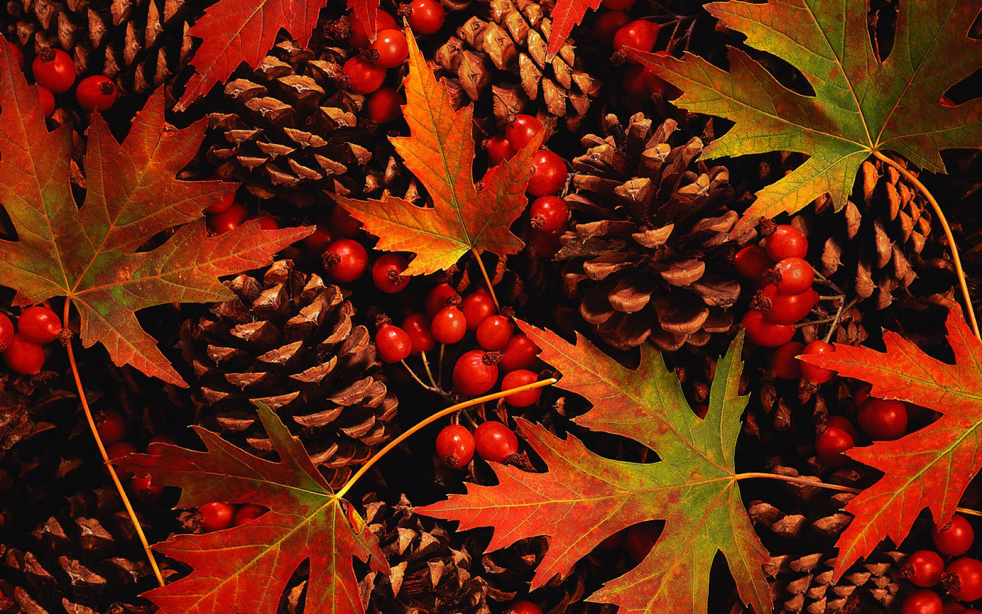 Pine Cones Beautiful Autumn Desktop
