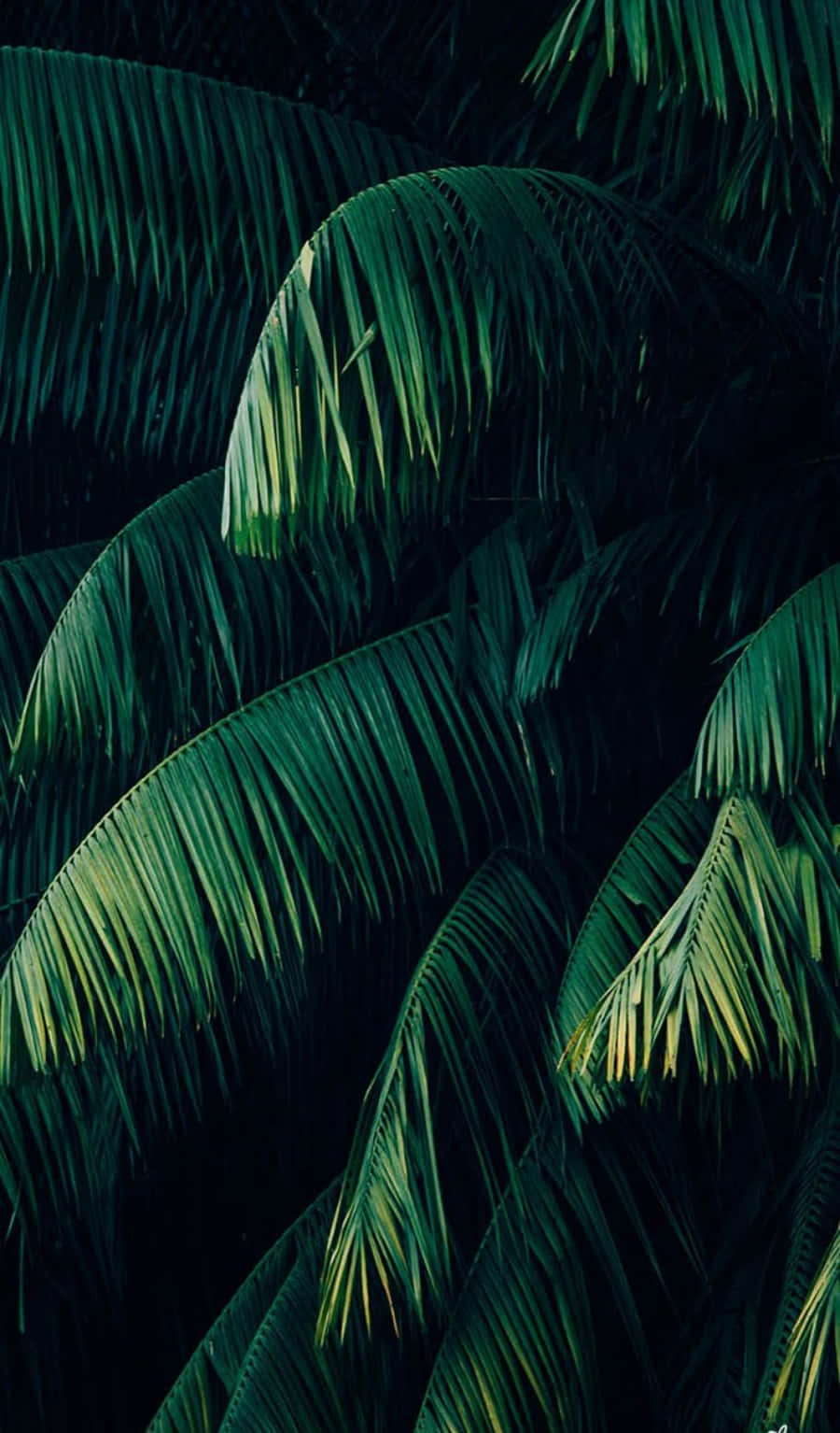 Pine Leaves Plant Aesthetic Phone Background