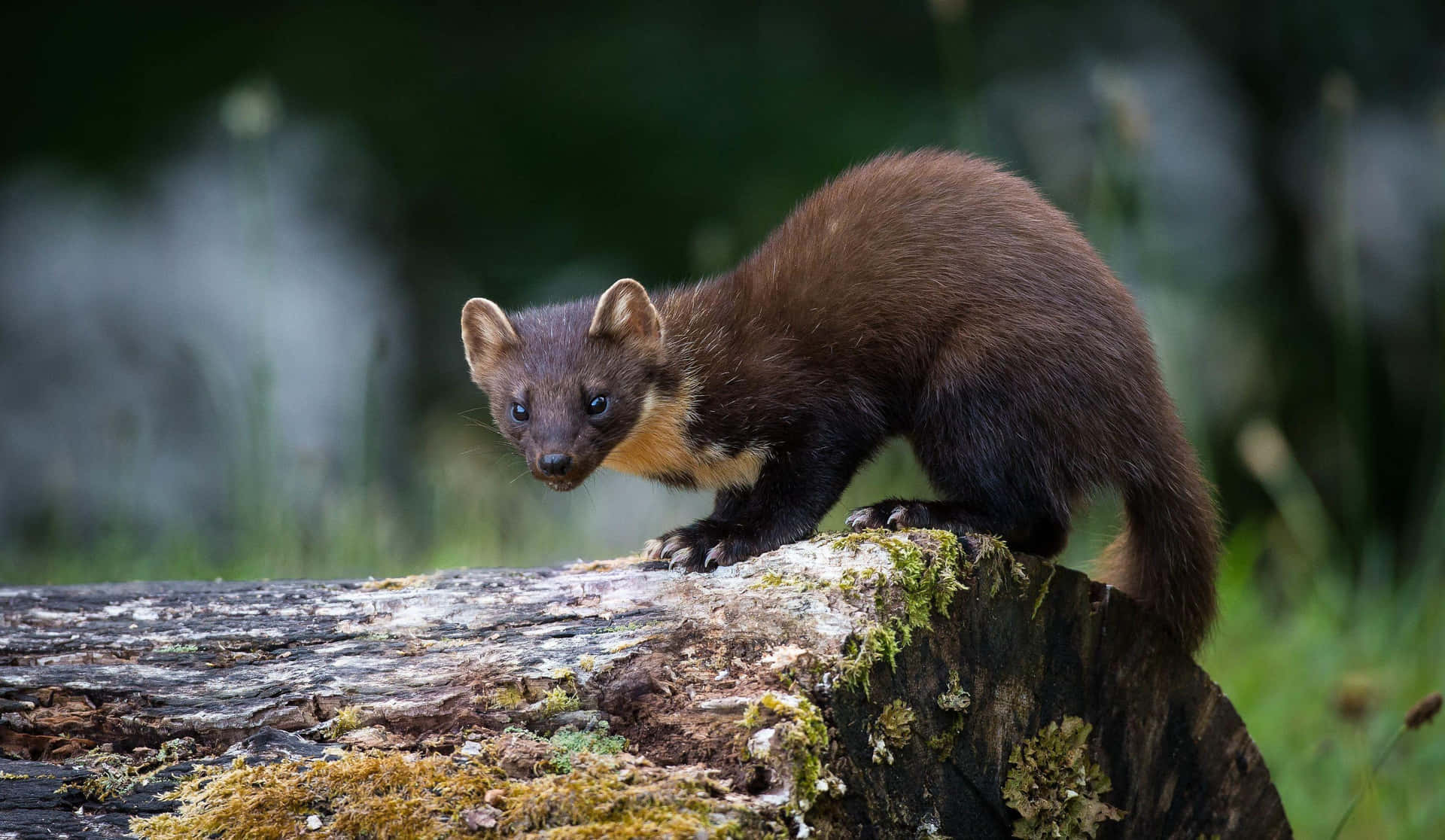 Pine_ Marten_on_ Log