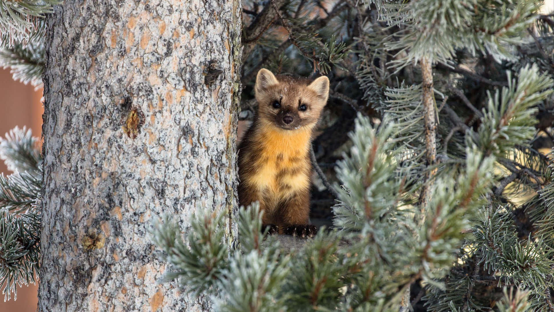 Pine_ Marten_ Peeking_ From_ Tree Background