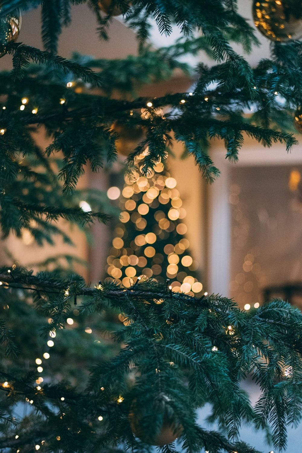 Pine Tree Christmas Lights Bokeh Background