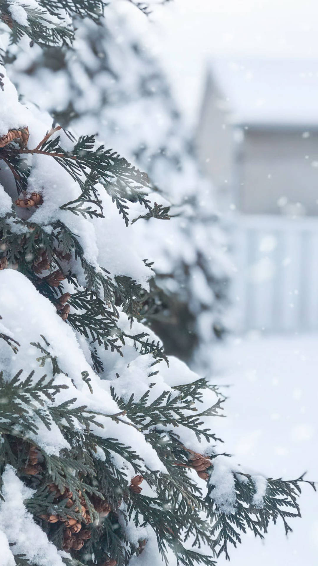 Pine Tree Cozy Winter Morning Background