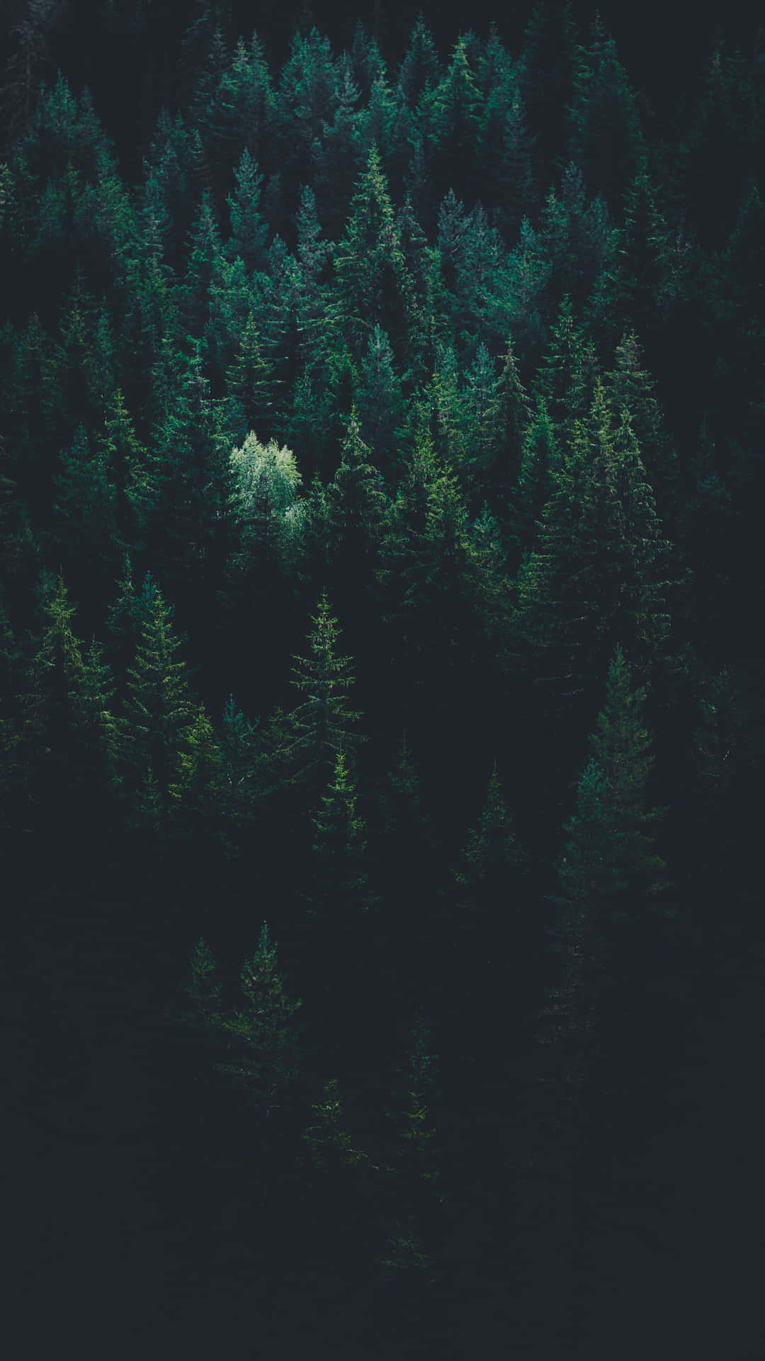 Pine Tree Forest Dark Green Iphone Background