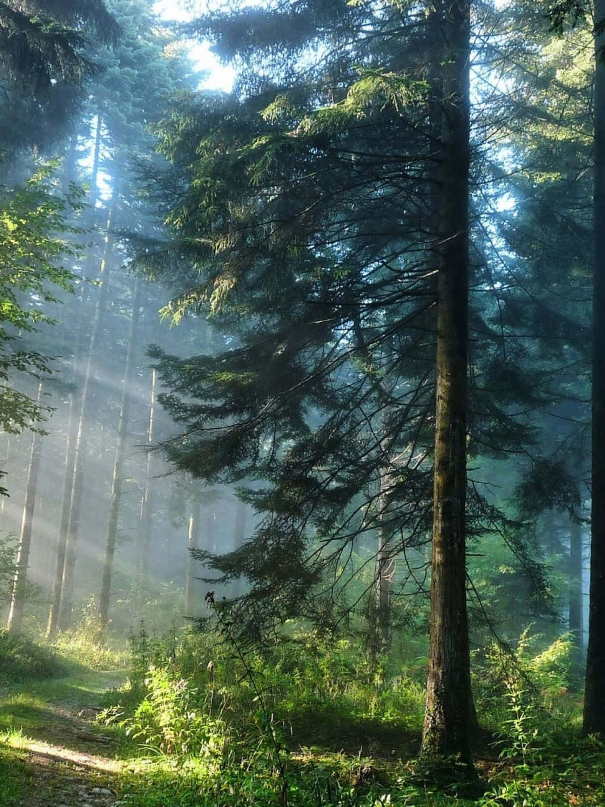 Pine Tree Forest For Android Nature Background