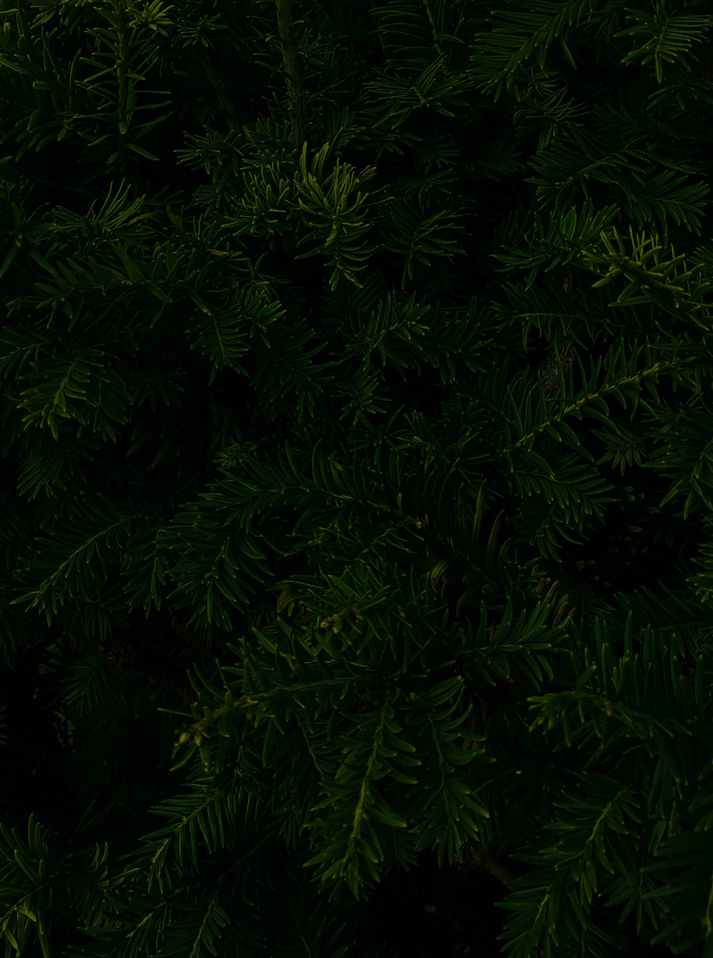 Pine Tree Leaves Black Aesthetic Tumblr Iphone Background