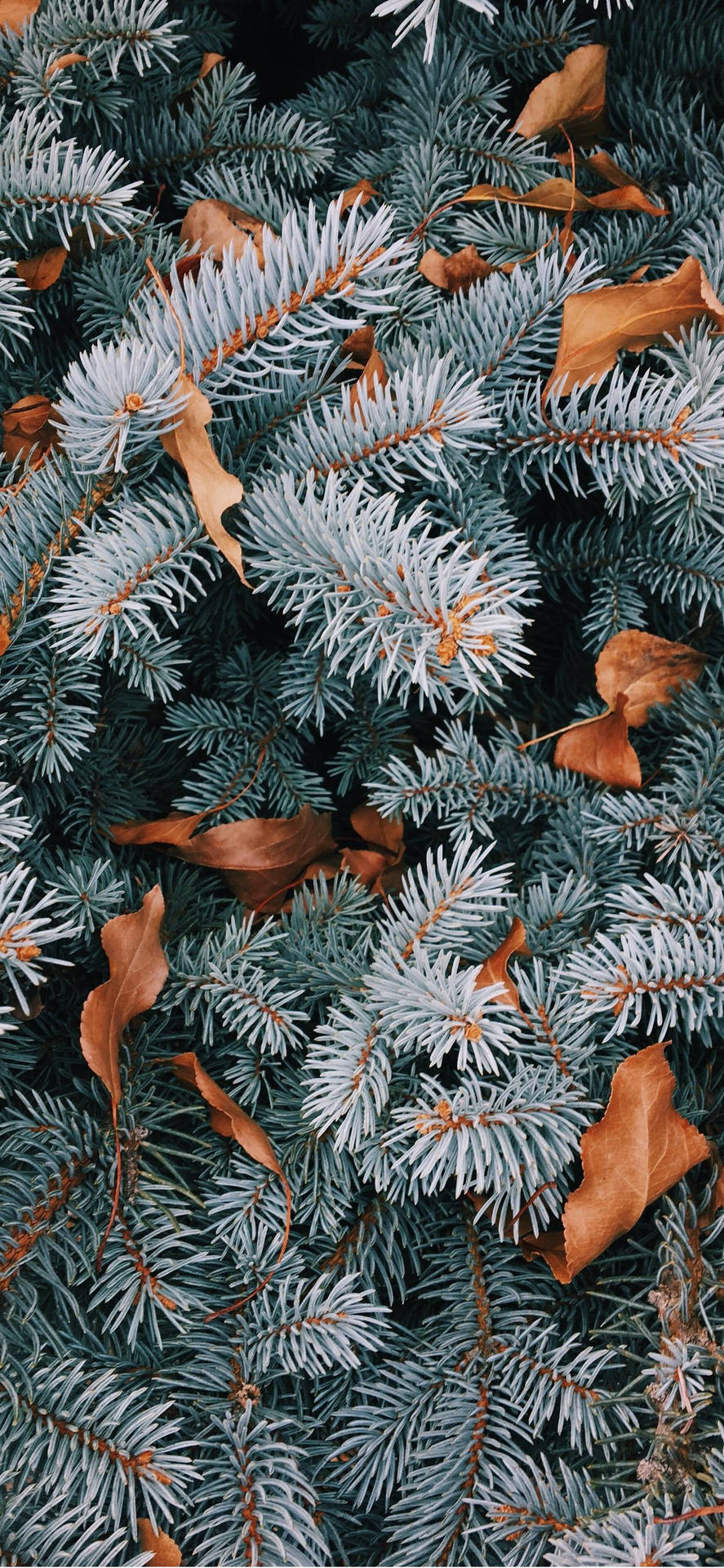 Pine Tree Leaves Christmas Iphone