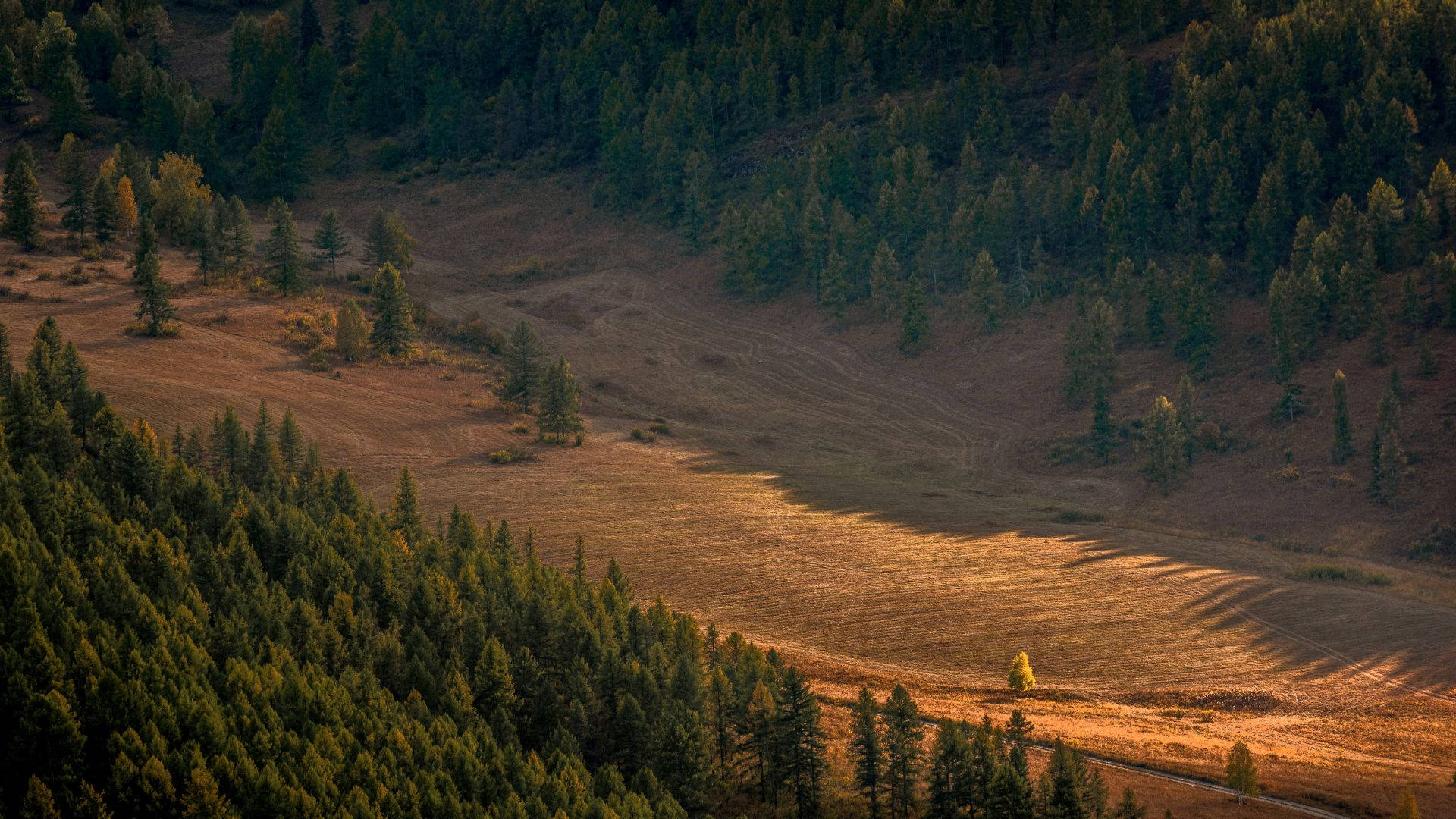 Pine Tree Mountain Slope