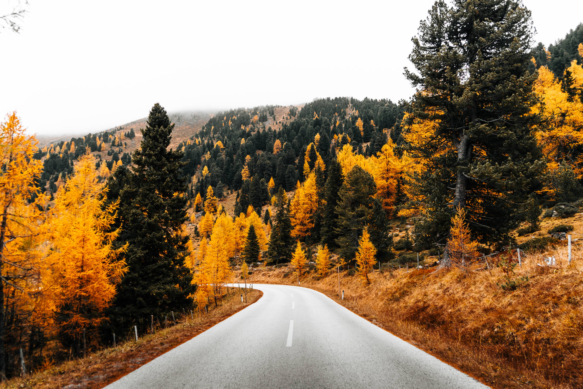 Pine Tree Road Beautiful Autumn Desktop Background