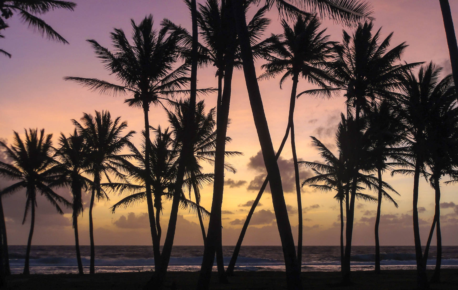 Pine Trees At Sunset In Marshall Islands Background