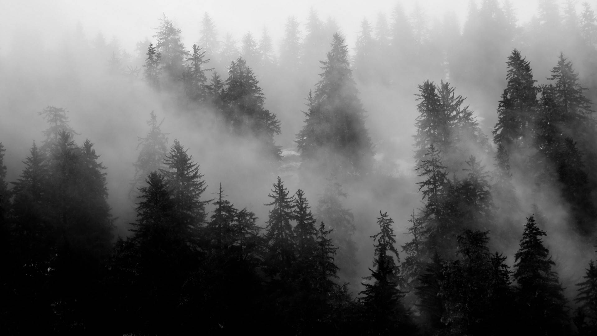 Pine Trees Black Aesthetic Tumblr Laptop Background