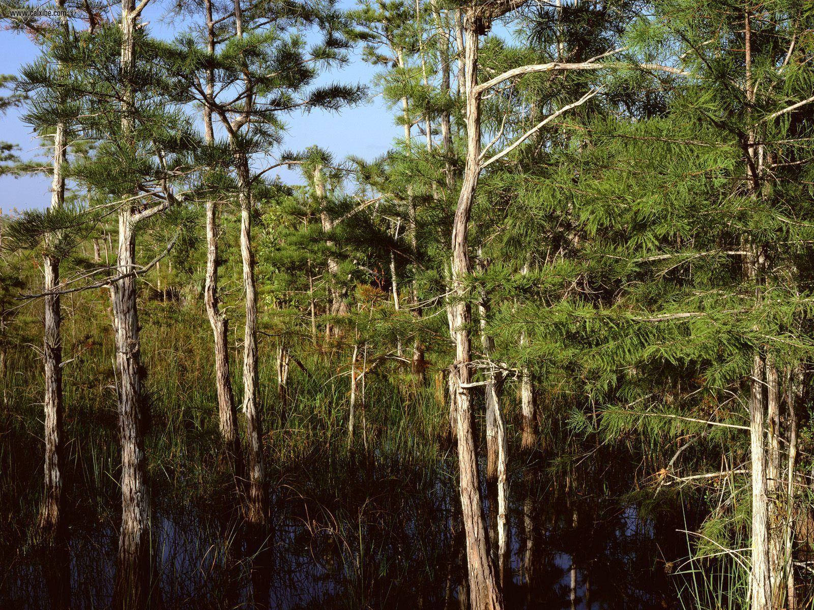 Pine Trees Everglades National Park