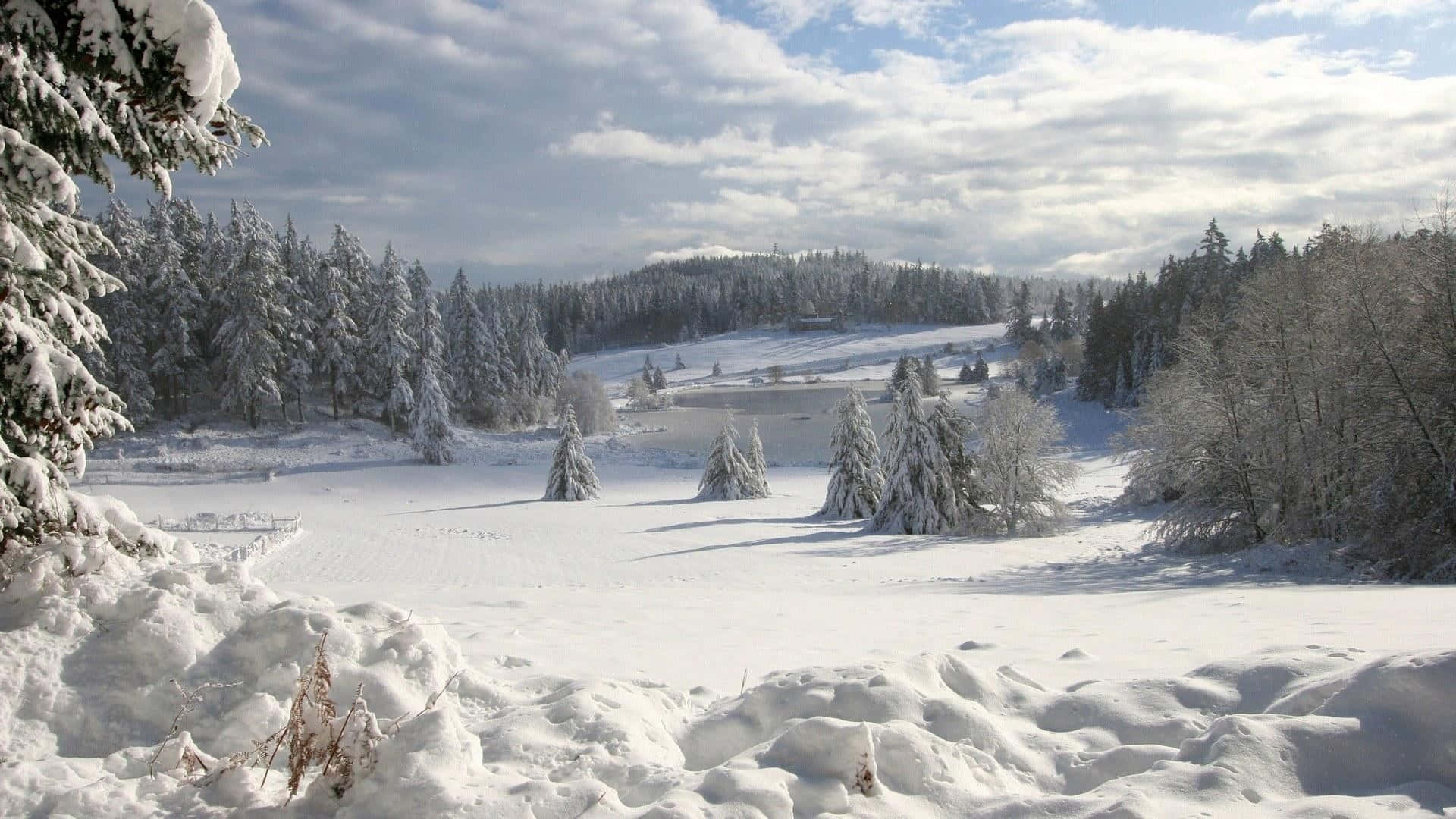 Pine Trees Field Winter Scenery Desktop Background