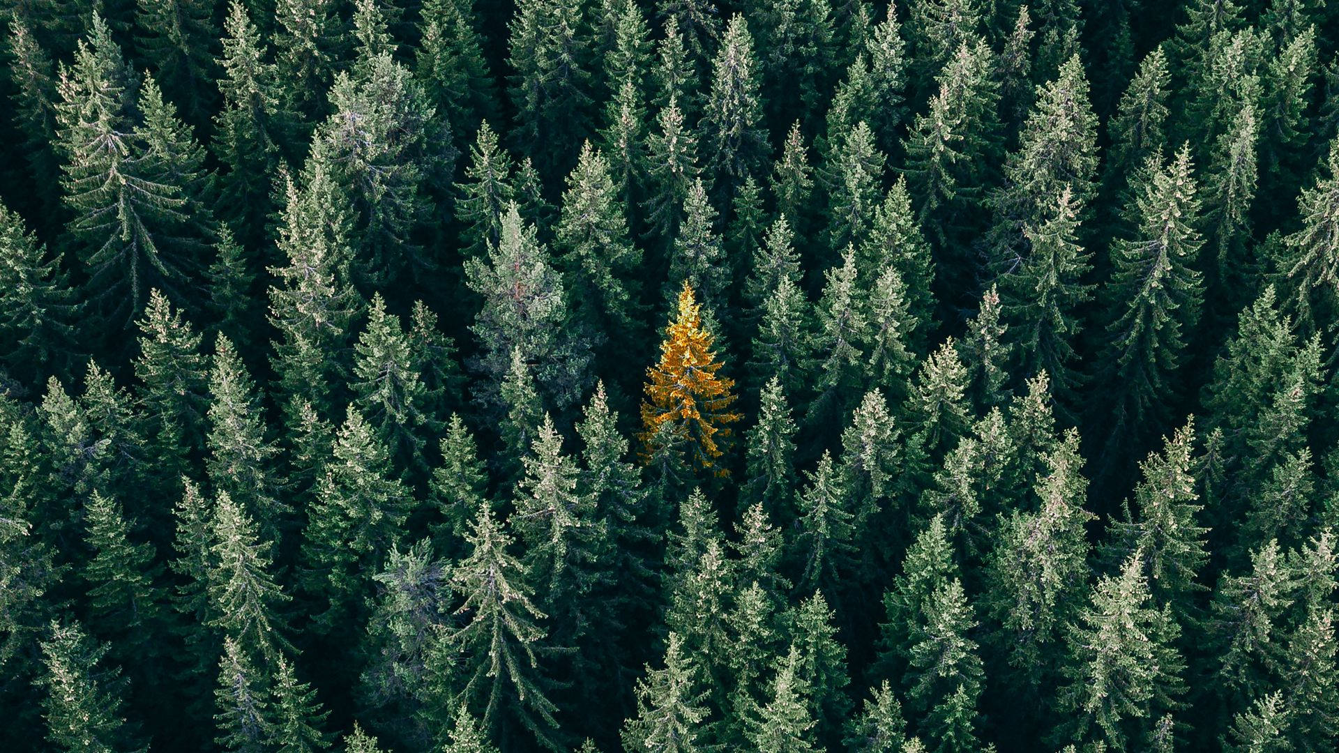 Pine Trees Forest View Background