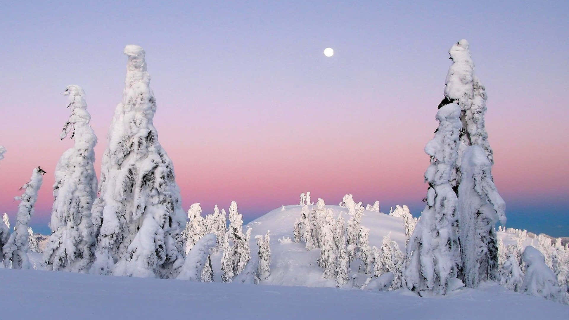 Pine Trees In Deep Snow With The Moon Snow 4k Background
