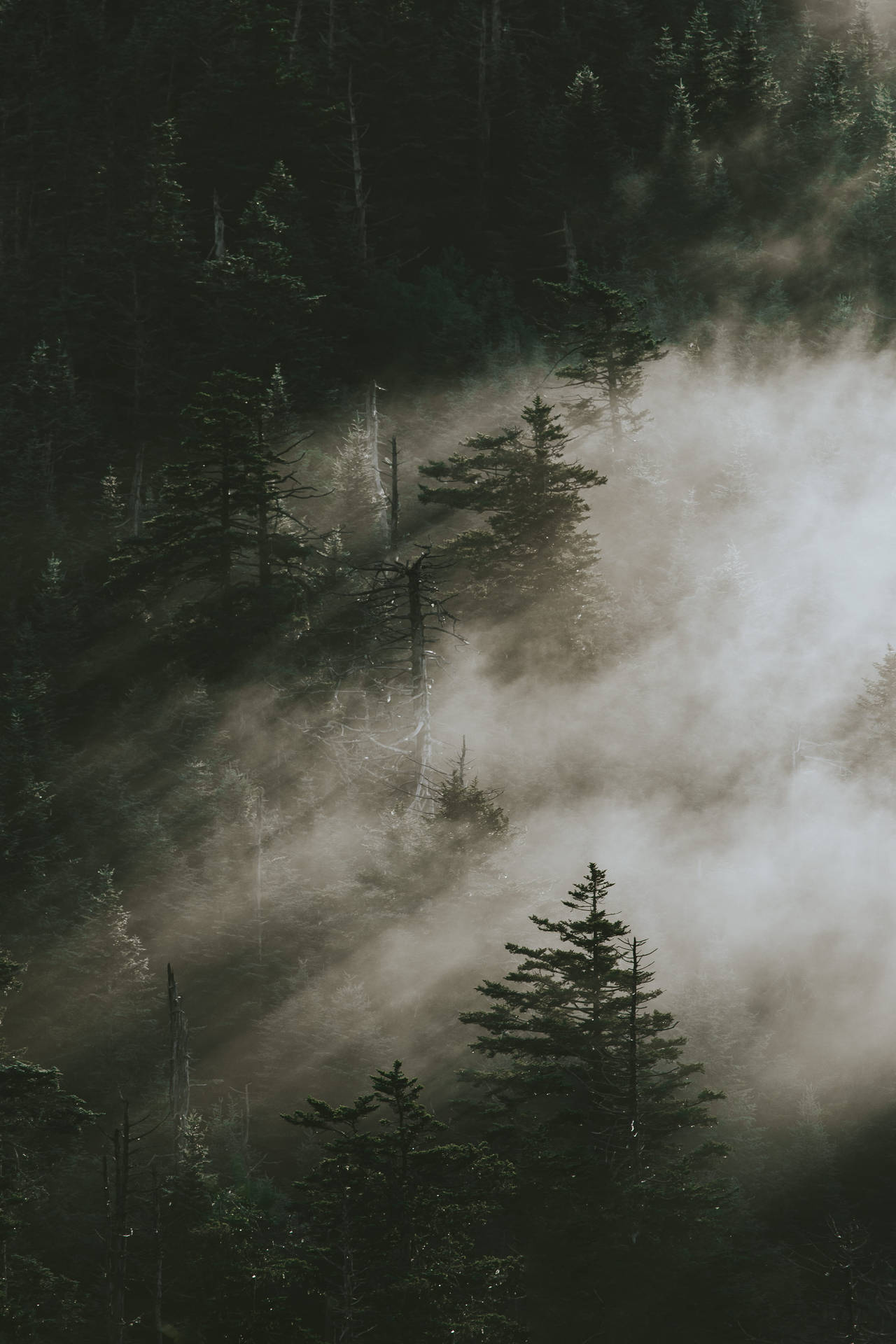 Pine Trees In Smoky Mountains