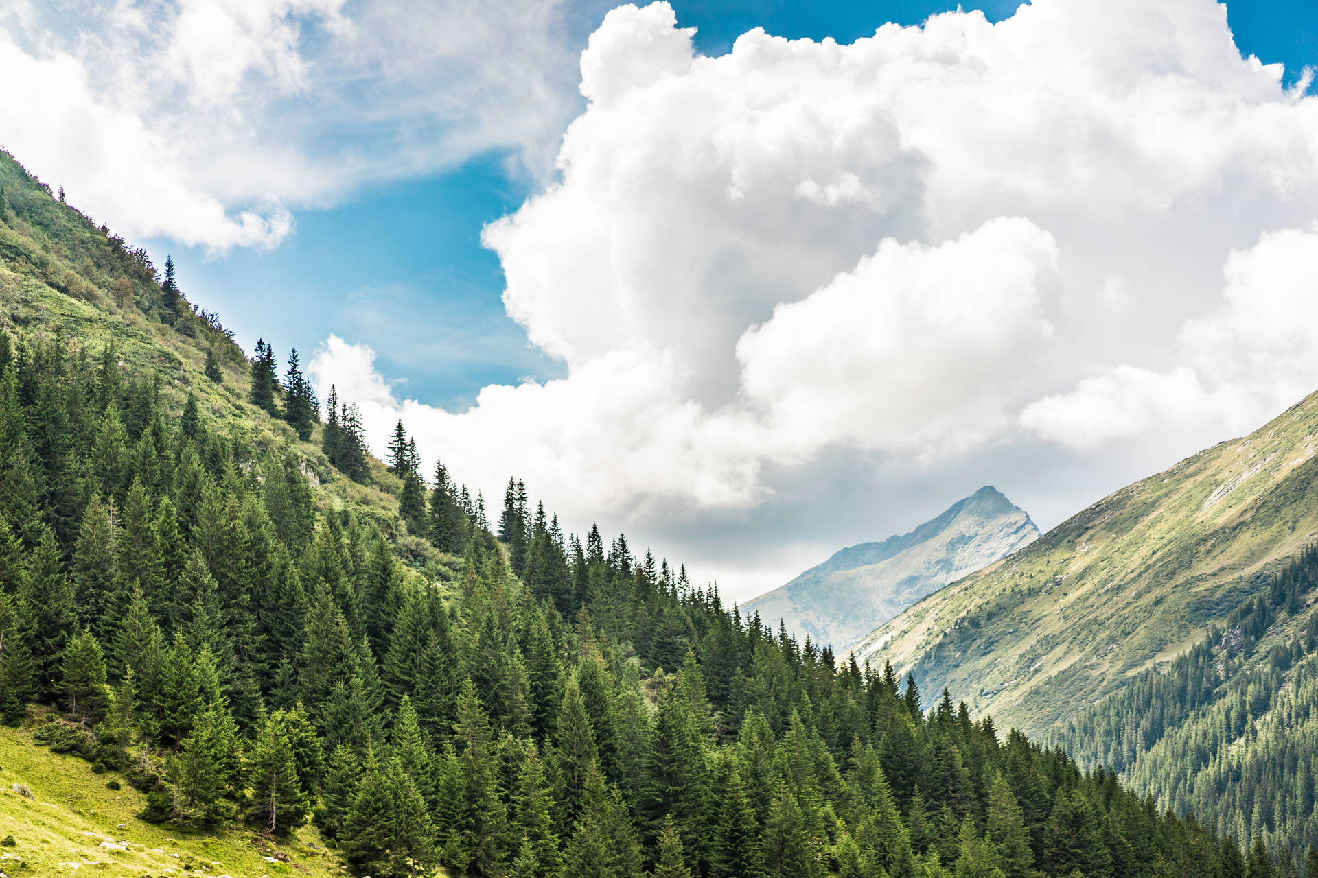 Pine Trees Most Beautiful Nature