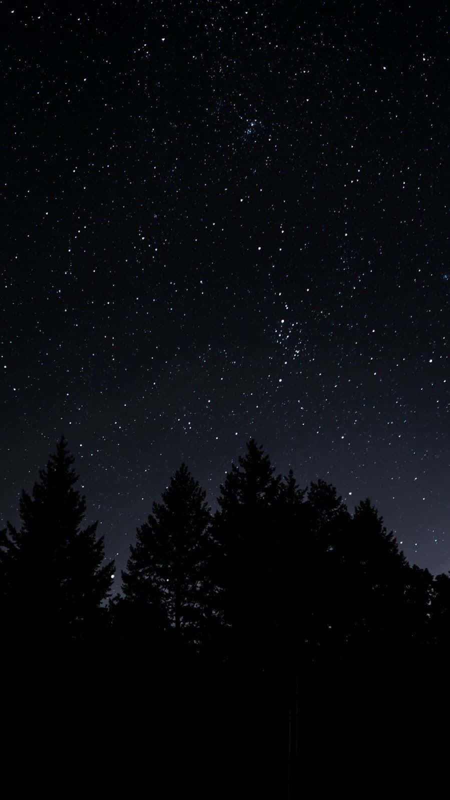 Pine Trees On A Dark Starry Night Background