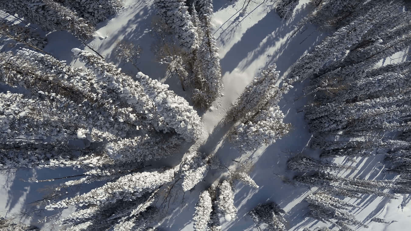 Pine Trees Overhead Shot Snow 4k