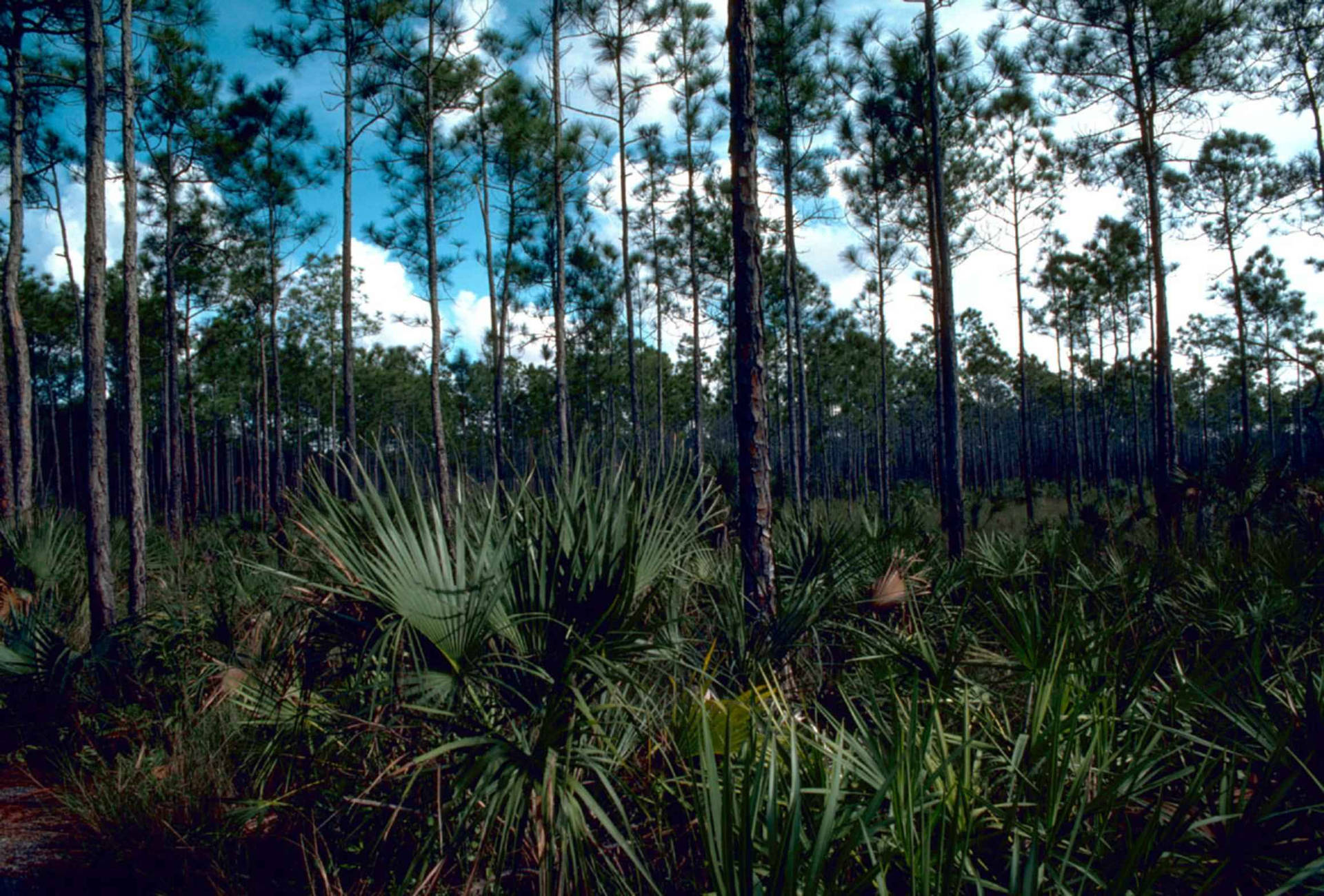 Pinelands At Everglades National Park Background