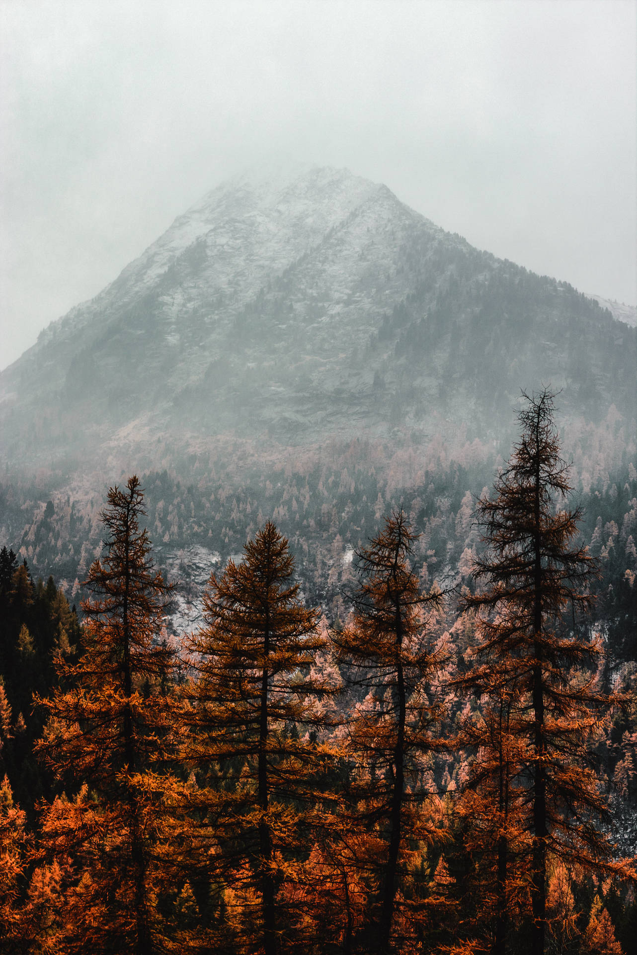 Pines And Mountain Fall Background