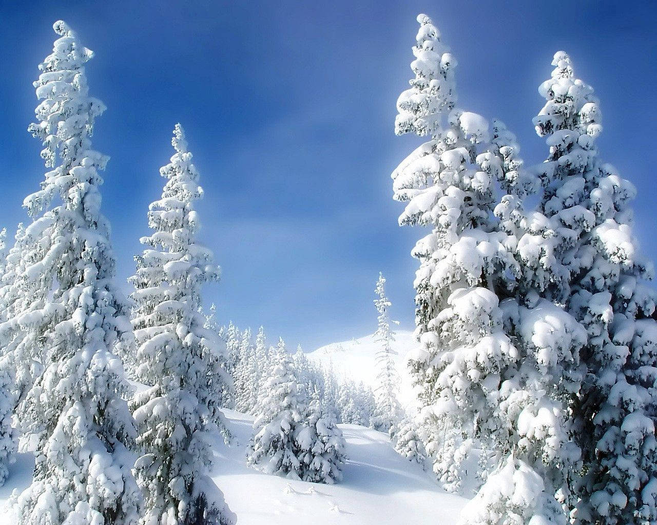 Pines, Winter, Snow, Snowdrifts, Sky, Fairy Tale Background