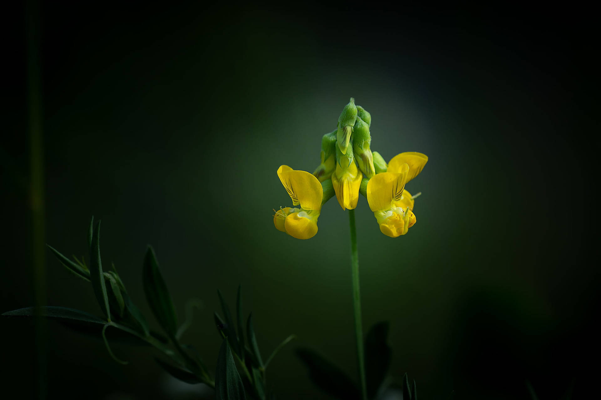 Pinhole Effect On Fenugreek Flower Background