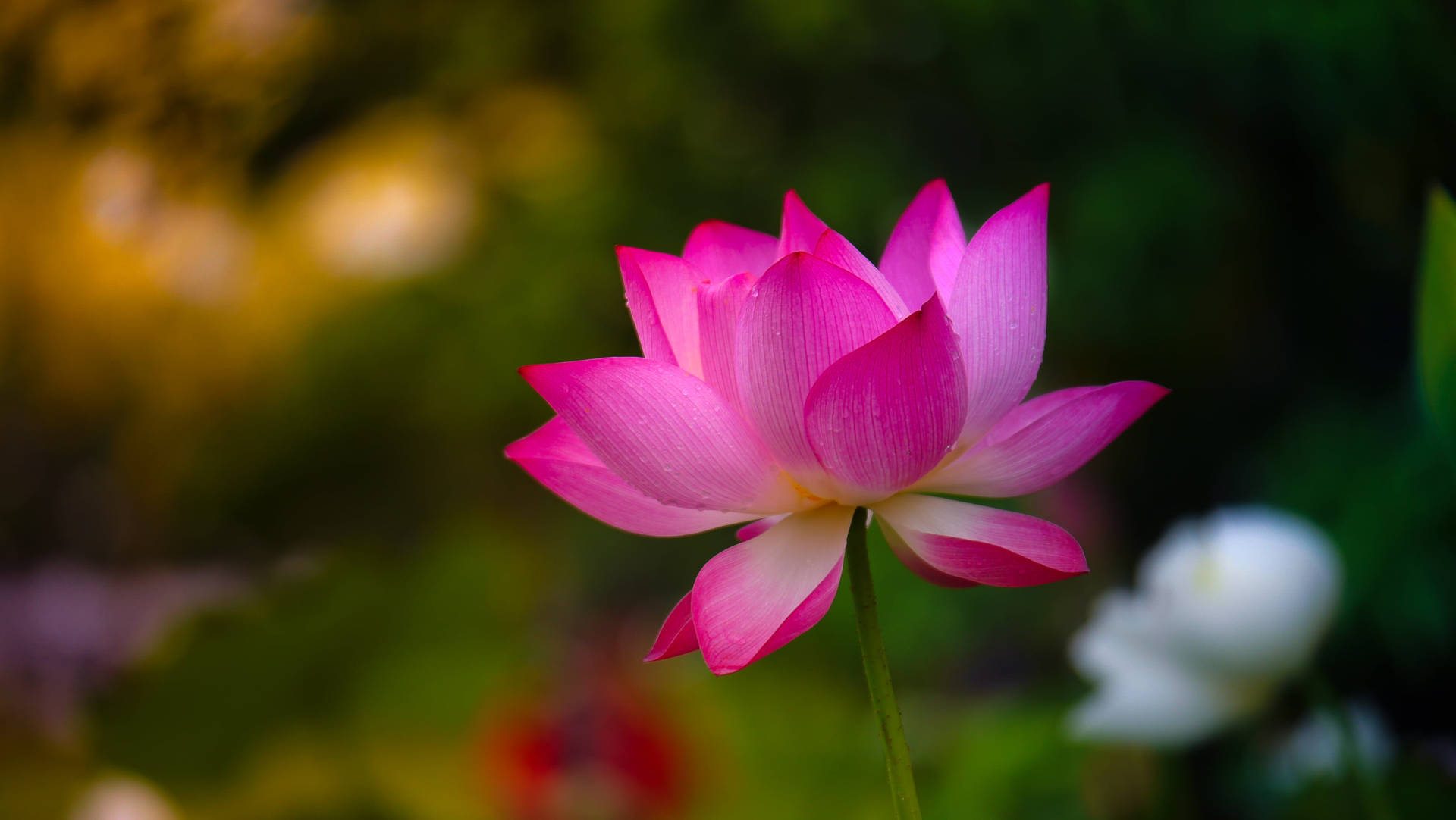 Pink 1920x1080 Hd Flower Background