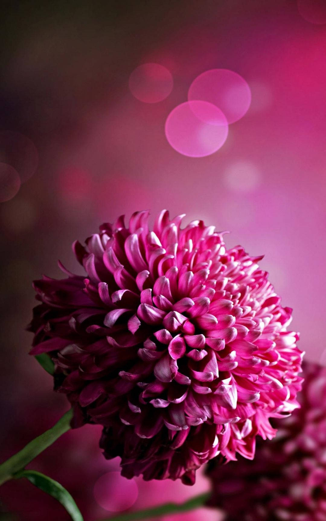 Pink 3d Iphone Flower Background