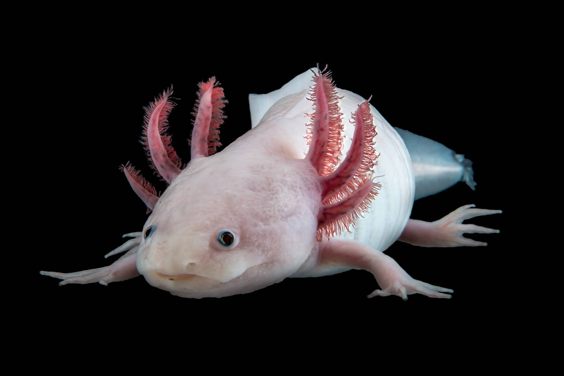 Pink Adult Axolotl Background