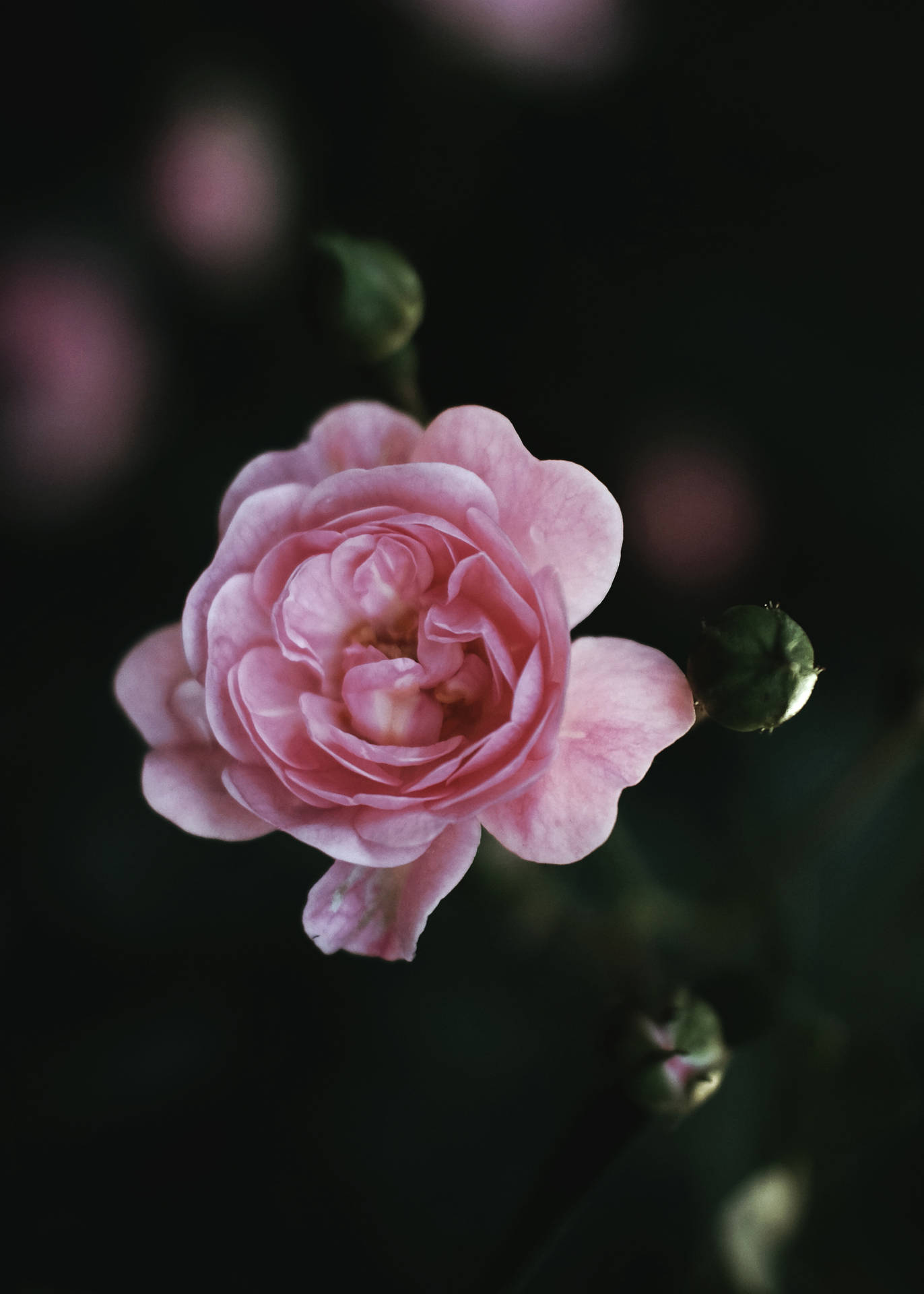 Pink Aesthetic Flower Closeup Background