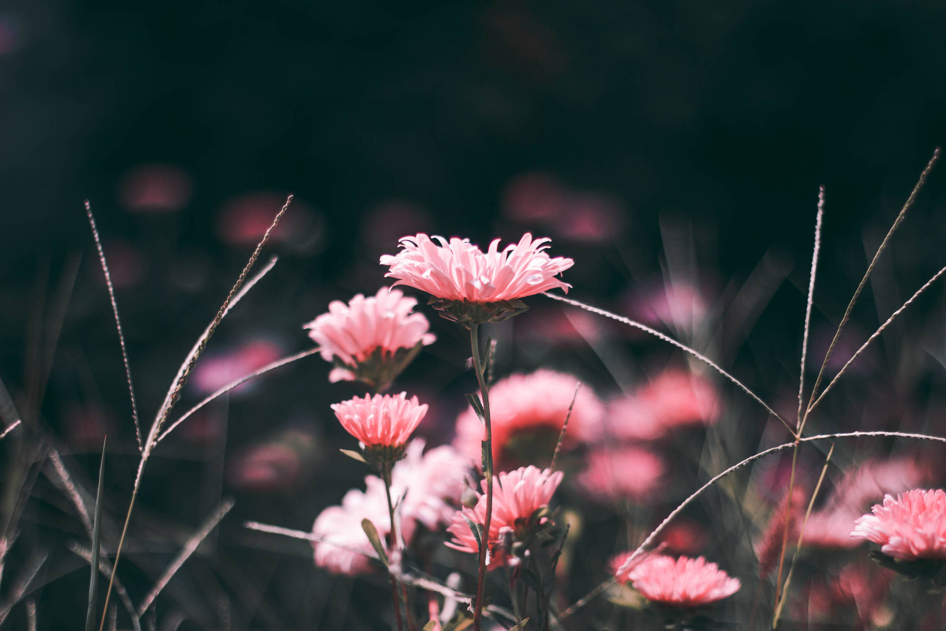 Pink Aesthetic Flower In Grass