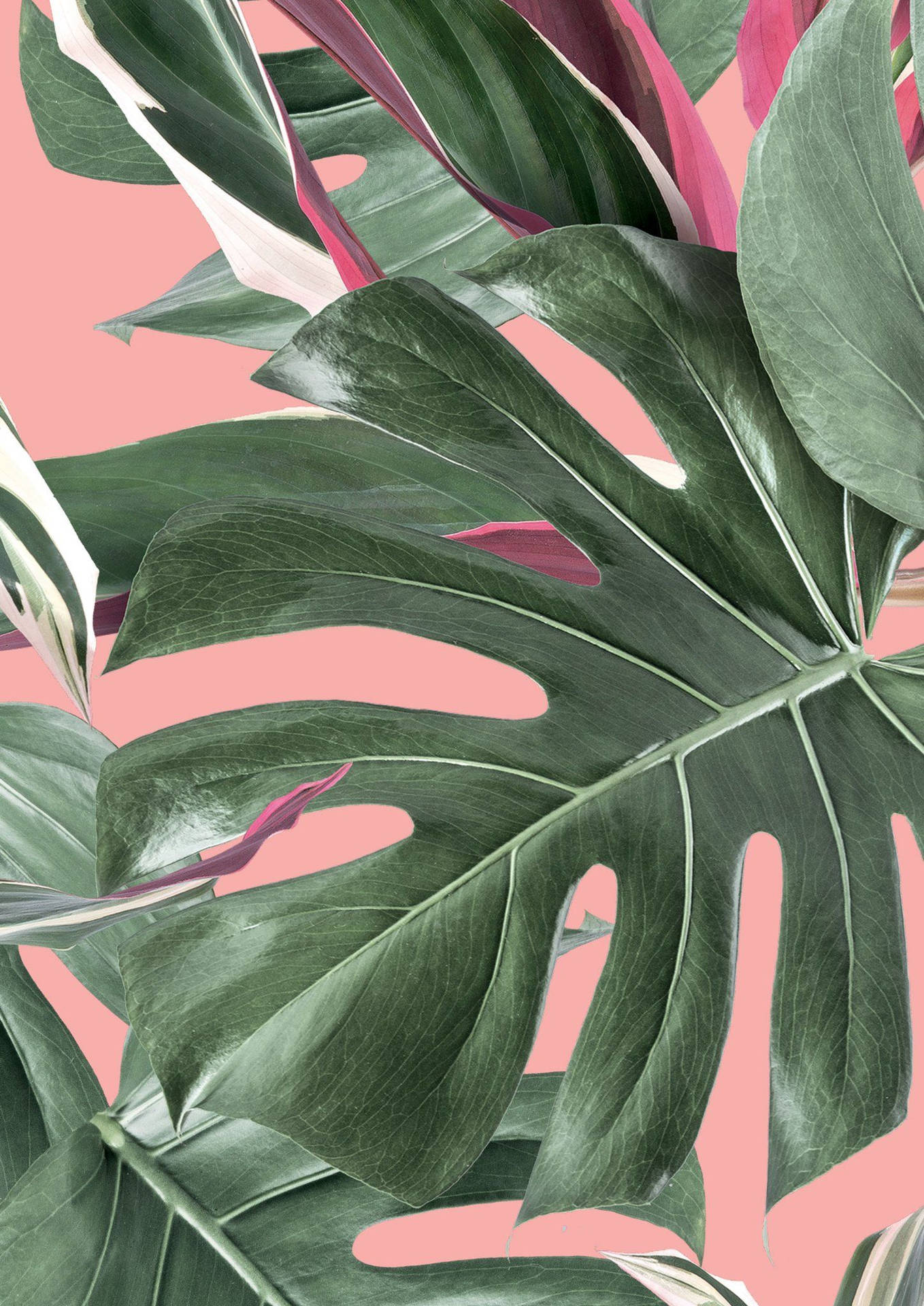 Pink Aesthetic Monstera Background